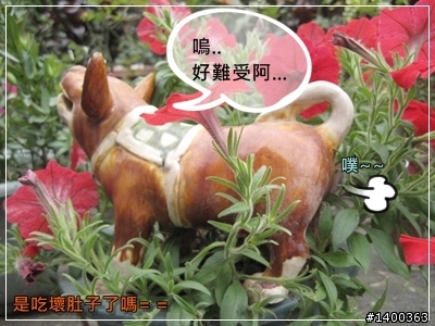 [偽廣告文]驚驚賣古董時間-被拋棄的阿告 (請大家幫忙鑑定一下)