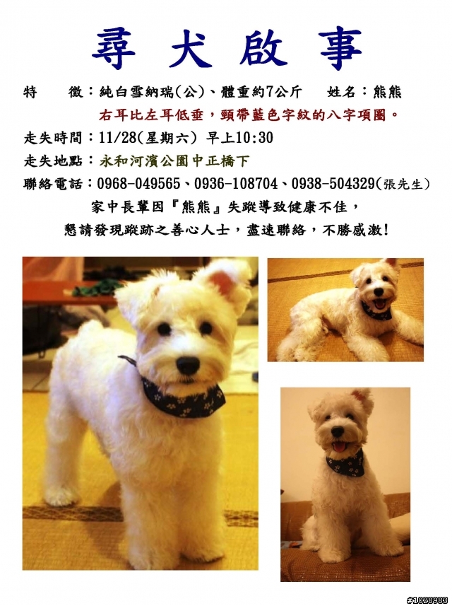 [轉貼]尋找愛犬-白色雪納瑞-11/28於永和河濱公園中正橋下走失