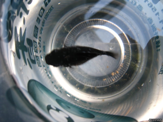 更新：12/2-黑球魚皮膚這樣有病嗎??