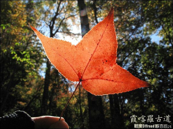 [遊記] 楓紅了part 2....2009霞喀羅古道4+2+2單車賞楓