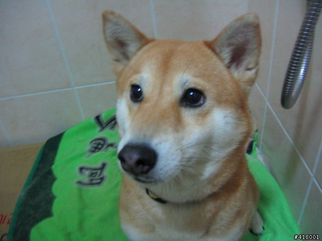 柴犬走失協尋：今天早上雙連站附近柴犬走失【已回家】