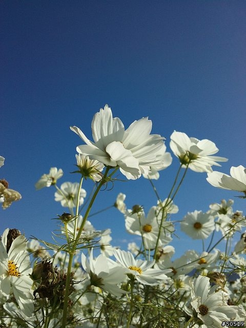 台中 新社花季 _ C901
