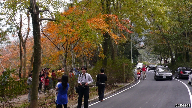 [遊記] 楓紅了....石門水庫單車賞楓探路行