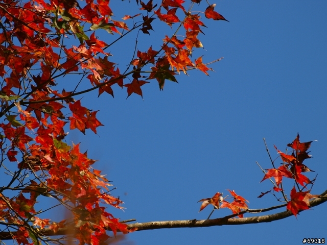 菁紅一瞥  E3+70-300mm