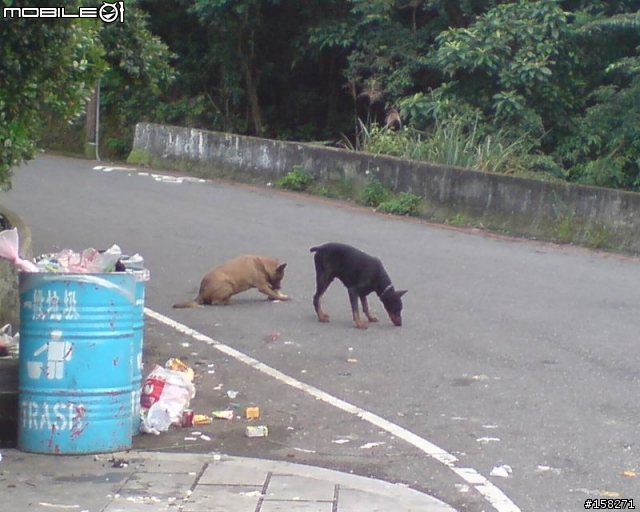 風櫃嘴的路上出現杜賓狗