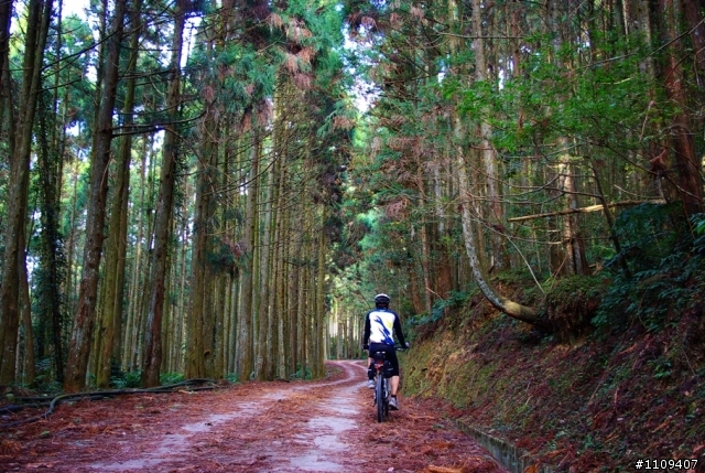 羅山林道 - 楓葉轉紅