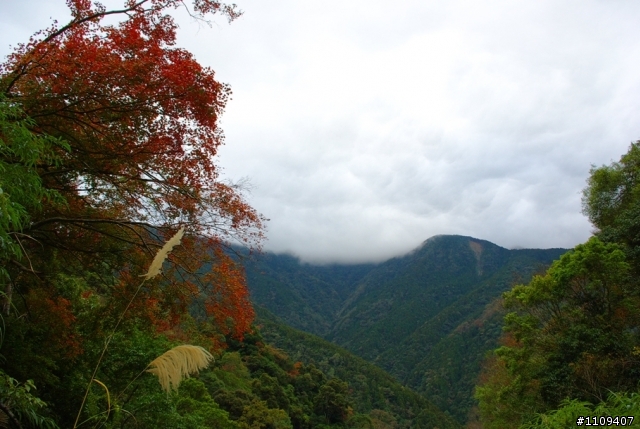 羅山林道 - 楓葉轉紅