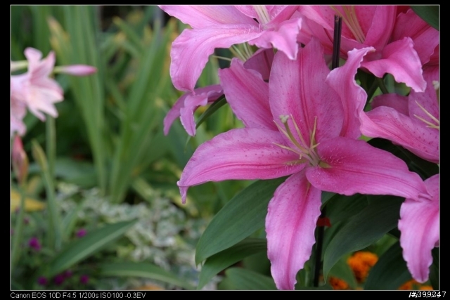 末班車的花海... Tamron B005試拍