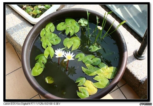 陽台上的蓮花盆
