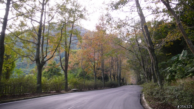[遊記] 楓紅了....石門水庫單車賞楓探路行