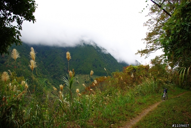 羅山林道 - 楓葉轉紅