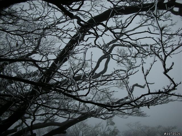 好康報你知—民國百年 北插天山霧淞饗宴開鑼了，手腳要快