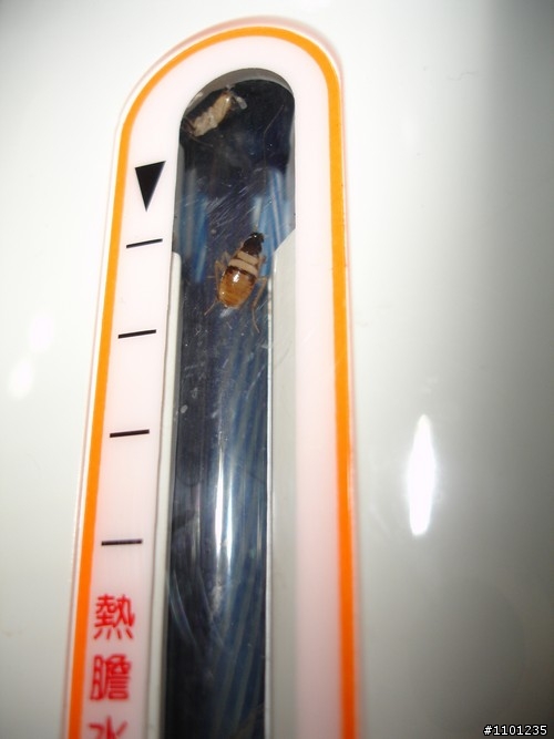 救命！小強大軍入侵啦！