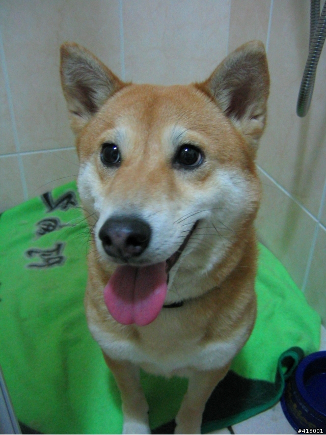 柴犬走失協尋：今天早上雙連站附近柴犬走失【已回家】