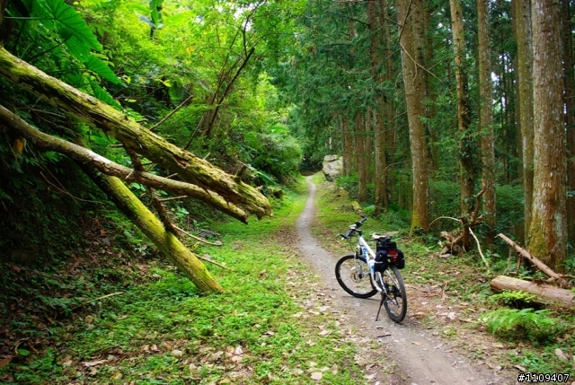 羅山林道 - 楓葉轉紅