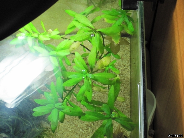 請教各位水草高手
