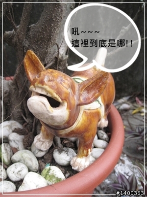 [偽廣告文]驚驚賣古董時間-被拋棄的阿告 (請大家幫忙鑑定一下)