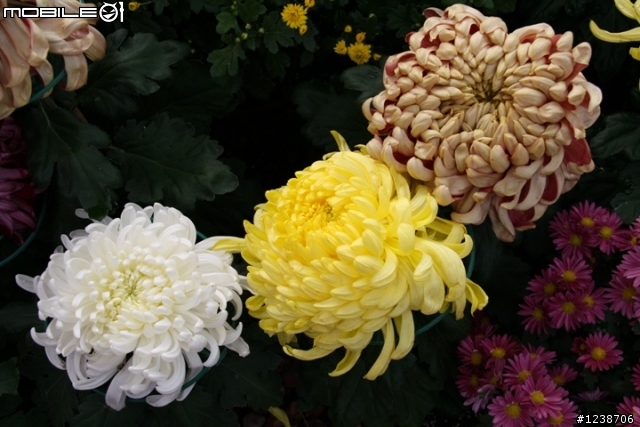 2009士林官邸菊花展