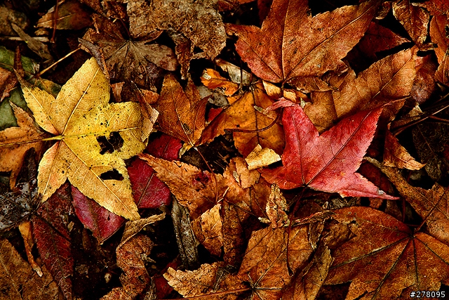 楓葉還沒紅的台北奧萬大