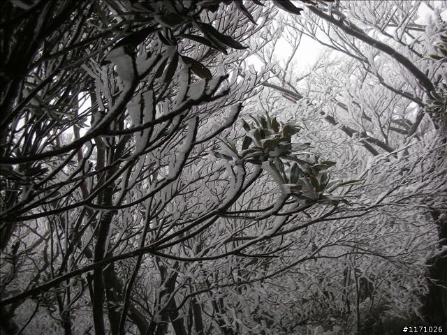 好康報你知—民國百年 北插天山霧淞饗宴開鑼了，手腳要快