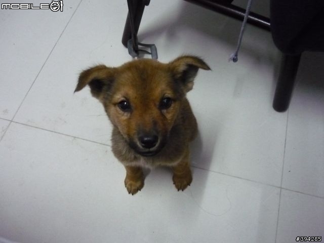 [高雄送養]棕色小米克斯妹妹