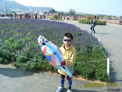 看新社花海不會塞車的路線,中正公園南坑巷-崑山-新社花海