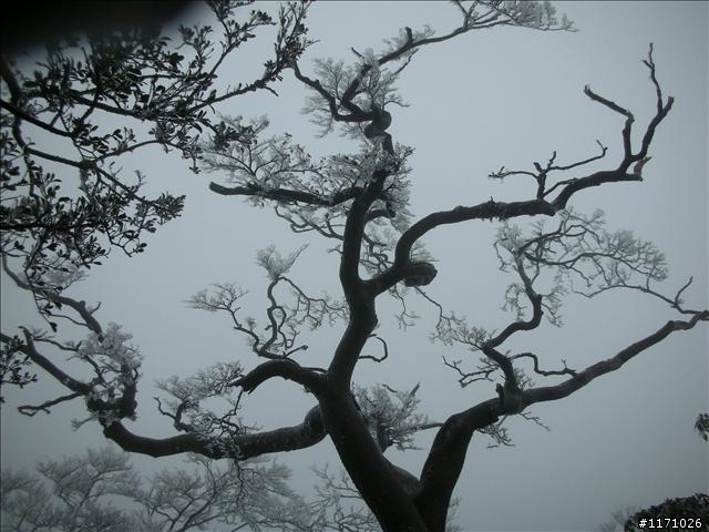 好康報你知—民國百年 北插天山霧淞饗宴開鑼了，手腳要快
