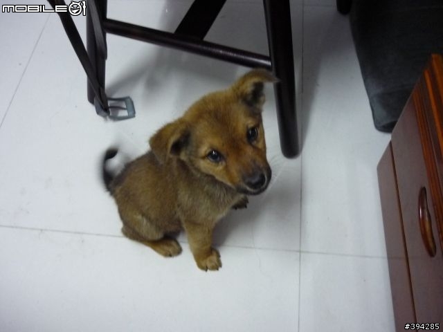 [高雄送養]棕色小米克斯妹妹
