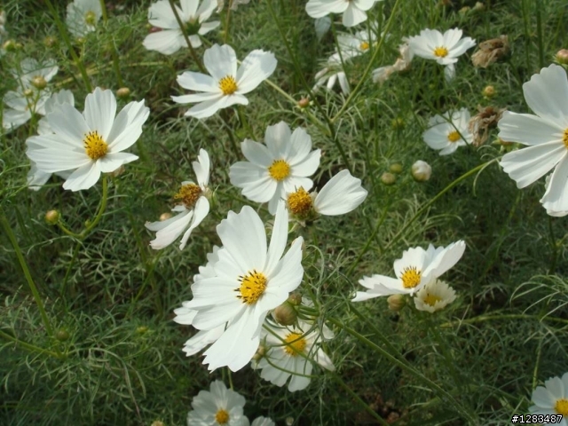 高雄橋頭-花田喜事