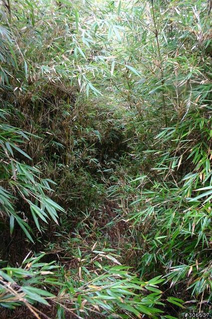 騎車、爬山兩相宜之郡大林道 (新增下坡影片)