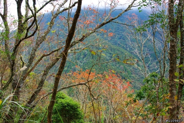 羅山林道 - 楓葉轉紅