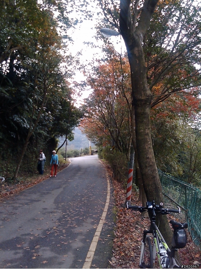 今日賞楓好路線:中和-土城承天禪寺-超陡坡-善息寺-三峽-中和---大家可以去騎看看