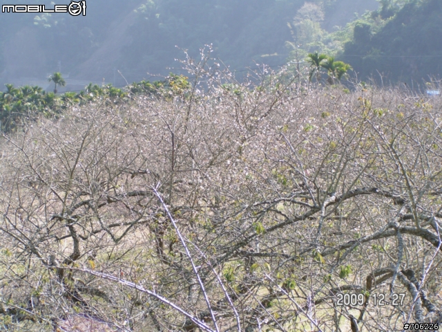 梅花....柳家梅場.............