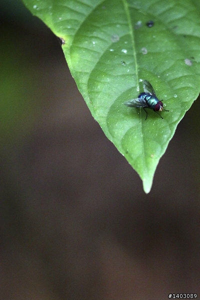 Canon 5D Mark II + Canon 100mm F2.8L Macro 有圖