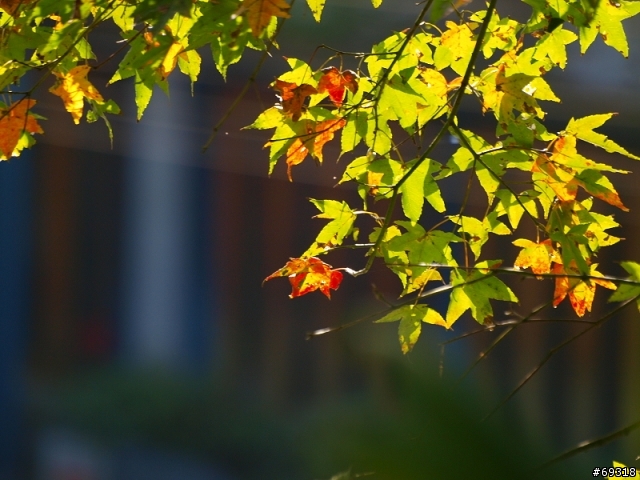 菁紅一瞥  E3+70-300mm