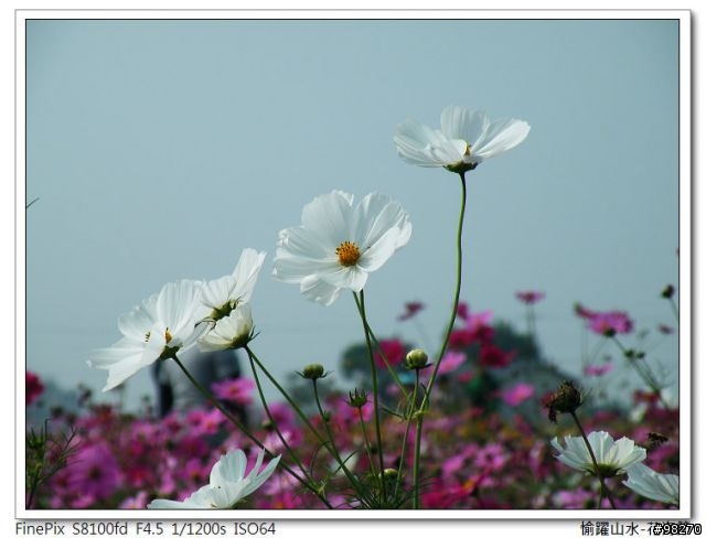 [分享]在寒冷的冬天中能做的三、兩事...