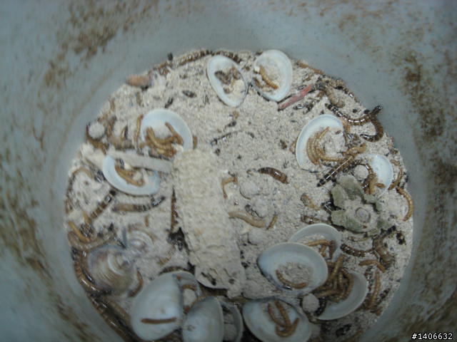 俺最近的興趣是吃蜜袋鼯飼料~~美食分享