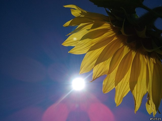 台中 新社花季 _ C901