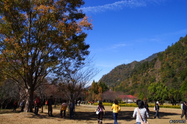 (員工旅遊)新社古堡+清境+奧萬大天梯