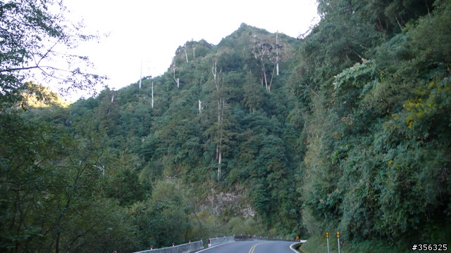 [遊記] 楓紅了part 3....2009阿里山-新中橫單車賞楓紀行