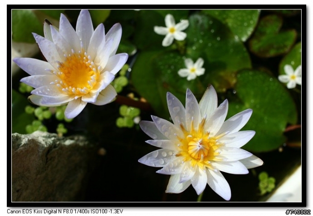陽台上的蓮花盆