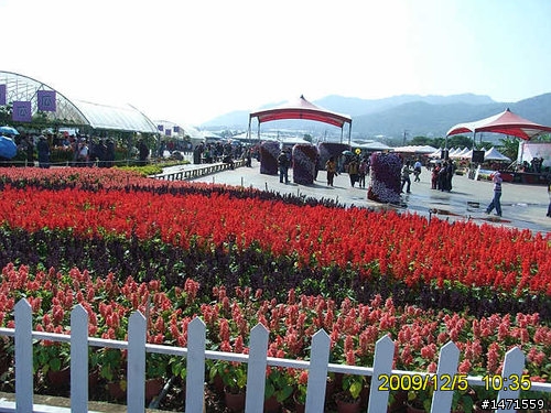 看新社花海不會塞車的路線,中正公園南坑巷-崑山-新社花海