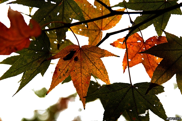 楓葉還沒紅的台北奧萬大