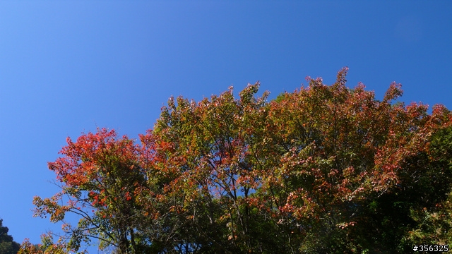 [遊記] 楓紅了part 3....2009阿里山-新中橫單車賞楓紀行