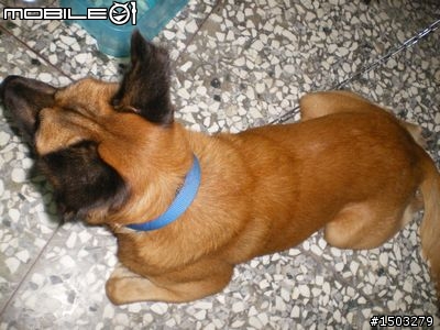 我家的狗是米克斯，但不知道是混到哪一種類型的？