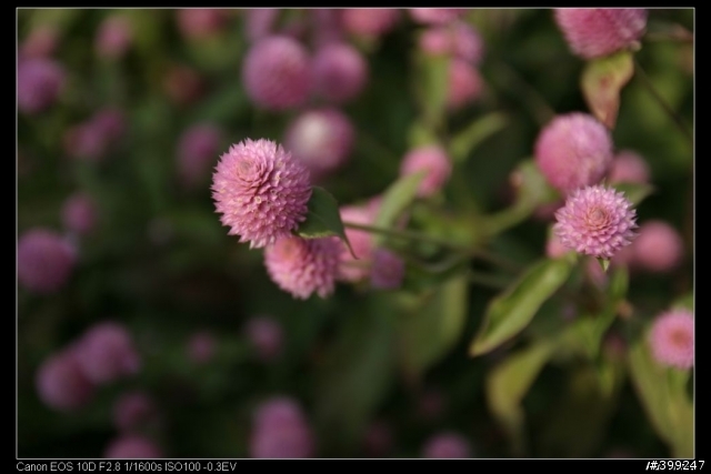 末班車的花海... Tamron B005試拍