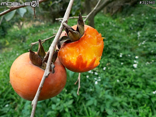 帶著大砲曬太陽