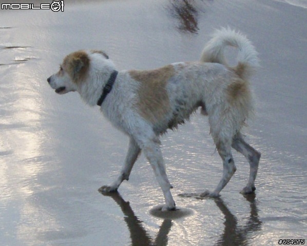 代PO 協尋愛犬~~中山捷運站附近走失  !!(已經找到了)