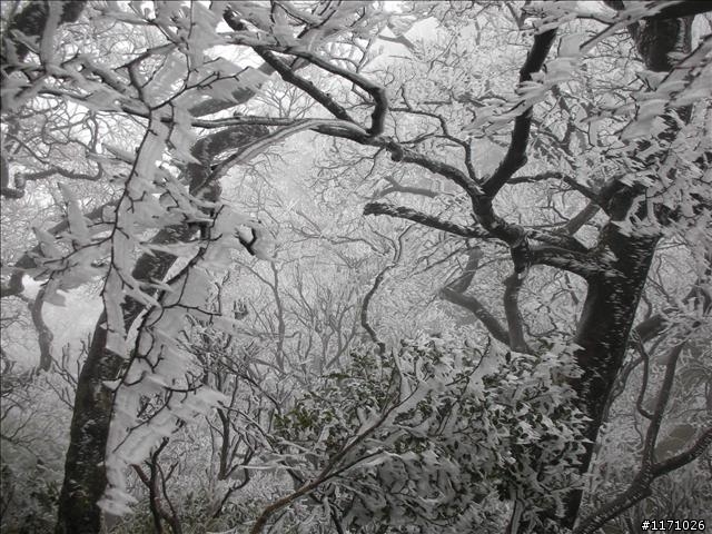 好康報你知—民國百年 北插天山霧淞饗宴開鑼了，手腳要快