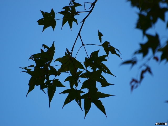 菁紅一瞥  E3+70-300mm